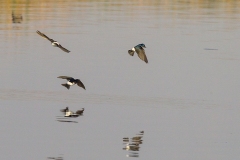 Chilean Swallow [Tachycineta leucopyga]
