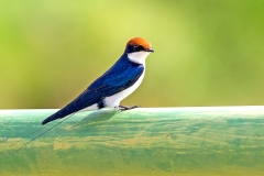 Wire-tailed Swallow [Hirundo smithii smithii]