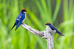 Wire-tailed Swallow [Hirundo smithii smithii]