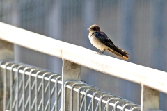 Barn Swallow [Hirundo rustica gutturalis]
