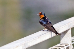 Pacific Swallow [Hirundo javanica javanica]