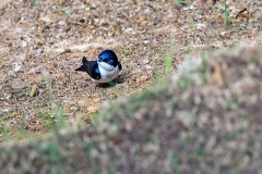 Blue-and-white Swallow [Pygochelidon cyanoleuca cyanoleuca]