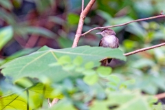 Buff-vented Bulbul [Iole crypta]