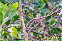 Yellow-vented Bulbul [Pycnonotus goiavier analis]