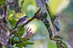 Cream-vented Bulbul [Pycnonotus simplex simplex]