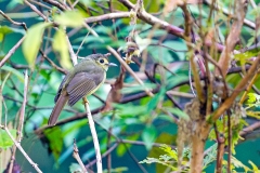 Hairy-backed Bulbul [Tricholestes criniger criniger]