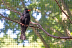 Black Bulbul [Hypsipetes leucocephalus]