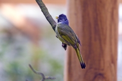 Collared Finchbill [Spizixos semitorques]