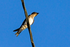 Grey-breasted Martin [Progne chalybea chalybea]