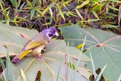 Collared Finchbill [Spizixos semitorques]