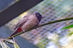 Red-vented Bulbul [Pycnonotus cafer]