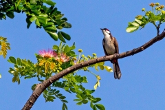 Red-whiskered Bulbul [Pycnonotus jocosus pattani]