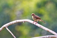 Asian Red-eyed Bulbul [Pycnonotus brunneus brunneus]