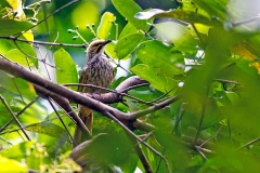 Straw-headed Bulbul [Pycnonotus zeylanicus]