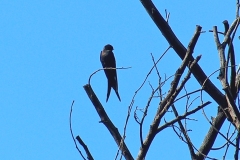 Black Saw-wing [Psalidoprocne pristoptera holomelas]