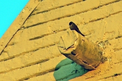Large Rock Martin [Ptyonoprogne fuligula pretoriaea]