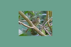 Yellow-whiskered Greenbul [Eurillas latirostris latirostris]
