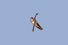 Banded Martin [Neophedina cincta suahelica]