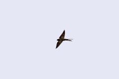 Black Saw-wing [Psalidoprocne pristoptera holomelas]