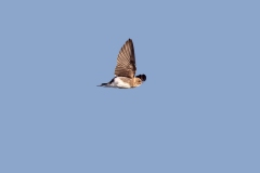 Brown-throated Martin [Riparia paludicola paludicola]
