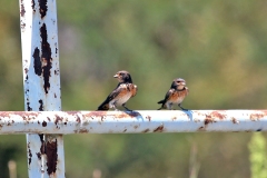 South African Cliff Swallow [Petrochelidon spilodera]