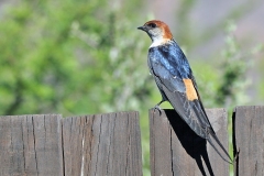 Greater Striped Swallow [Cecropis cucullata]