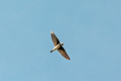 Sand Martin [Riparia riparia riparia]