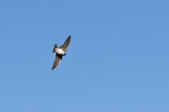 Brown-throated Martin [Riparia paludicola paludicola]