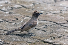 Common Bulbul [Pycnonotus barbatus inornatus]