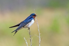 Barn Swallow [Hirundo rustica rustica]