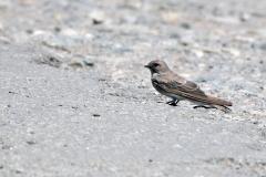 Brown-throated Martin [Riparia paludicola paludicola]