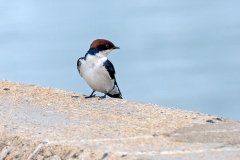 Wire-tailed Swallow [Hirundo smithii smithii]