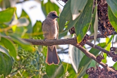 Common Bulbul [Pycnonotus barbatus inornatus]