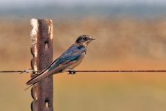 Barn Swallow [Hirundo rustica rustica]