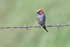 Lesser Striped Swallow [Cecropis abyssinica unitatis]