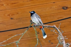 Red-vented Bulbul [Pycnonotus cafer]