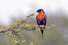 Red-breasted Swallow [Cecropis semirufa semirufa]