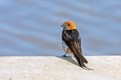 Lesser Striped Swallow [Cecropis abyssinica unitatis]