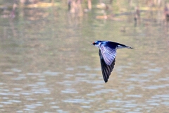 White-throated Swallow [Hirundo albigularis]