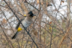 Common Bulbul [Pycnonotus barbatus layardi]