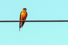 Red-breasted Swallow [Cecropis semirufa semirufa]