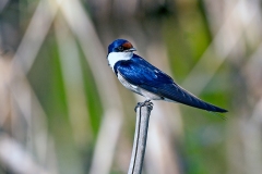 White-throated Swallow [Hirundo albigularis]