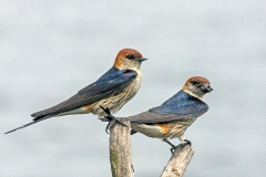 Greater Striped Swallow [Cecropis cucullata]