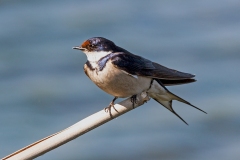White-throated Swallow [Hirundo albigularis]