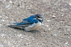 Barn Swallow [Hirundo rustica rustica]