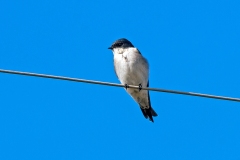 Pearl-breasted Swallow [Hirundo dimidiata dimidiata]