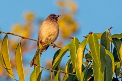 Common Bulbul [Pycnonotus barbatus tricolor]