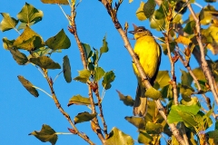 Yellow-bellied Greenbul [Chlorocichla flaviventris occidentalis]