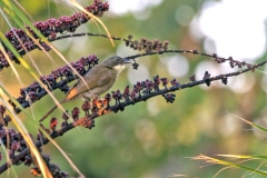 Pale-throated Greenbul [Atimastillas flavigula]