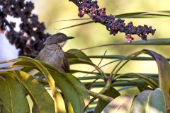 Pale-throated Greenbul [Atimastillas flavigula]